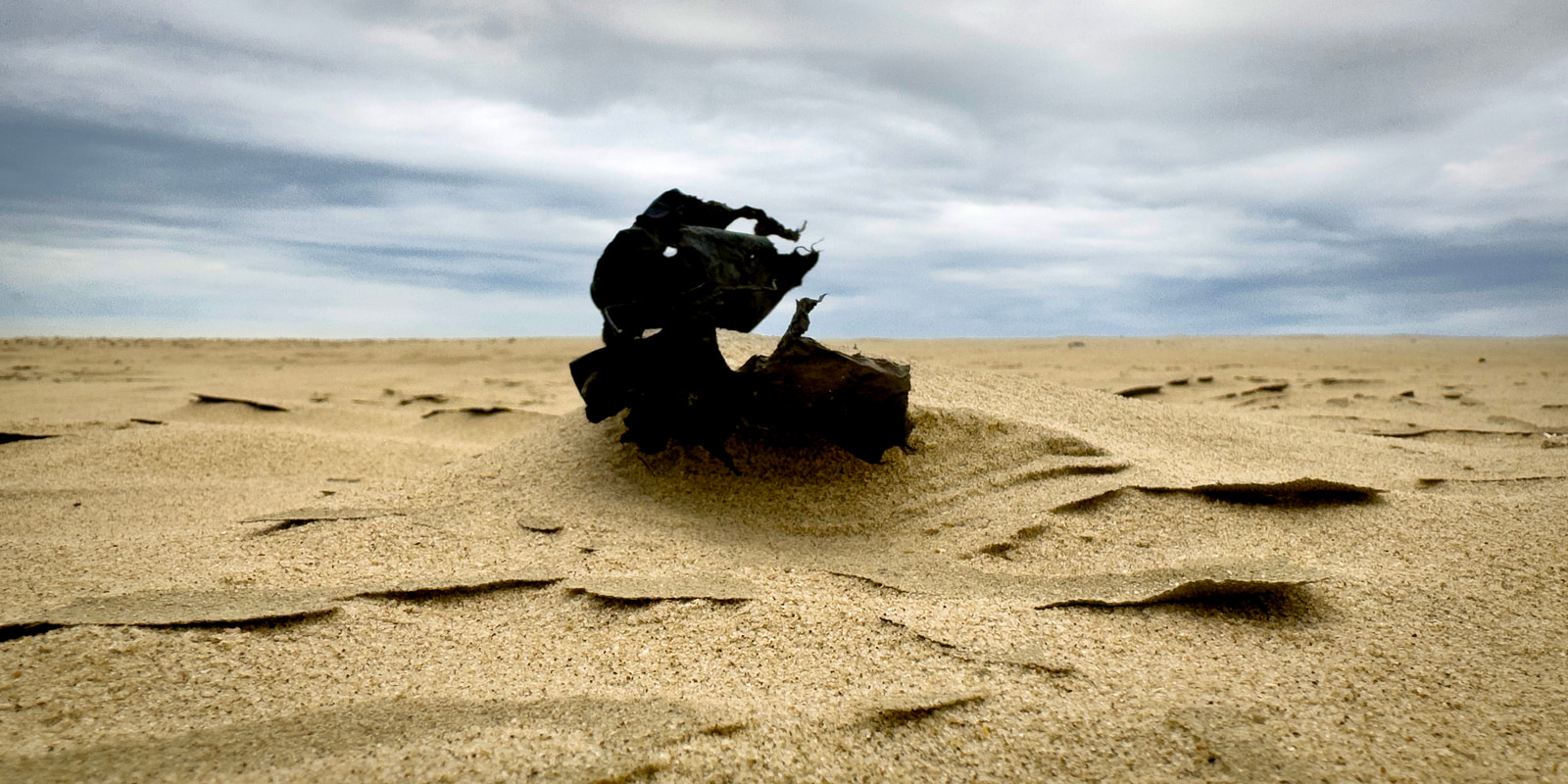 A weathered piece of driftwood lies on a sandy beach under a cloudy sky.