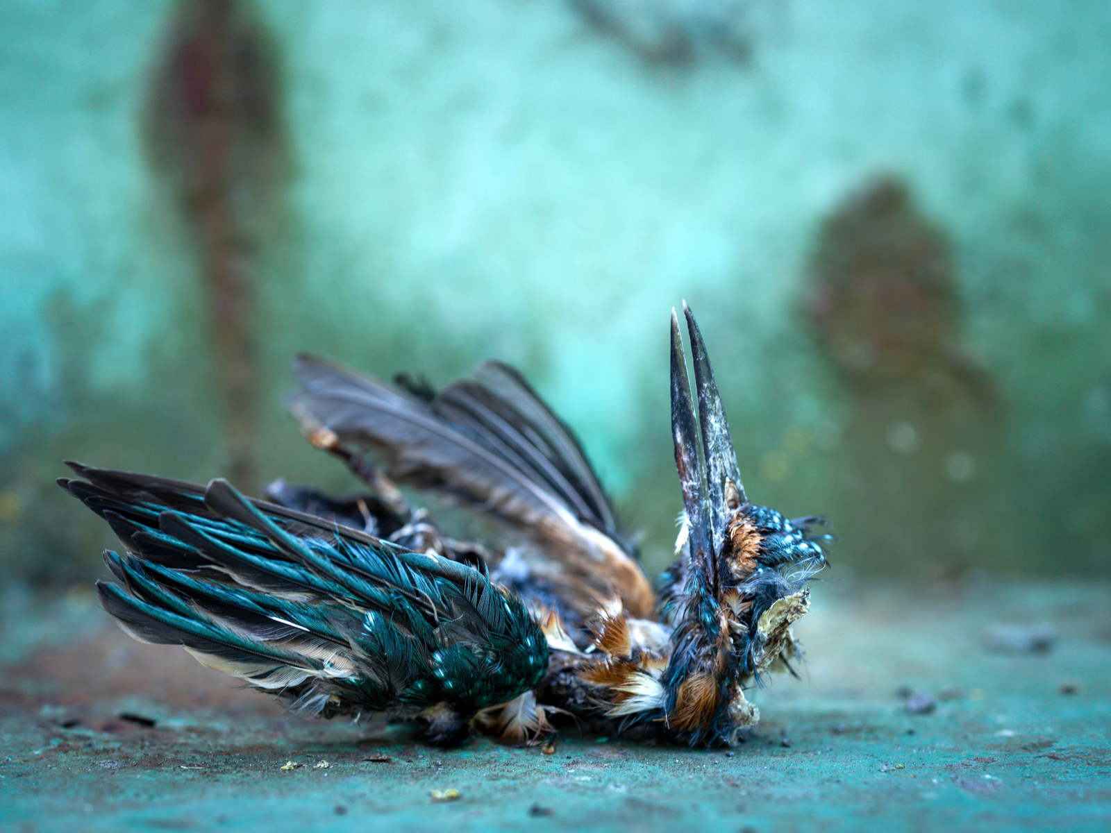 A dead bird with iridescent blue feathers lies on a concrete surface.