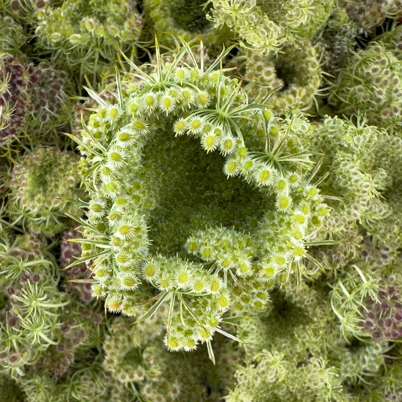 Close-up of dense clusters of small white flowers with yellow centers on slender green stems.