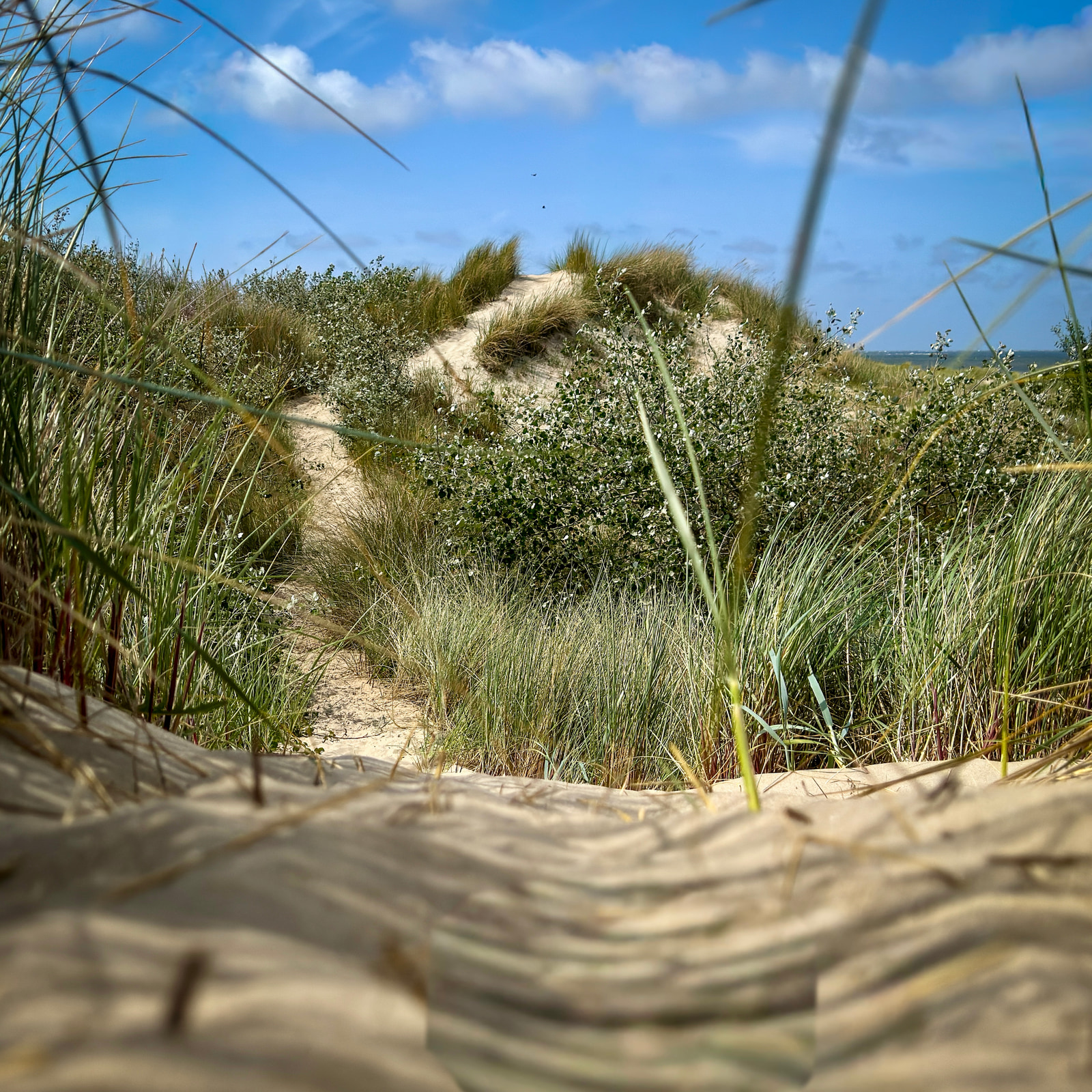 A sandy path winds through tall grasses under a clear blue sky.