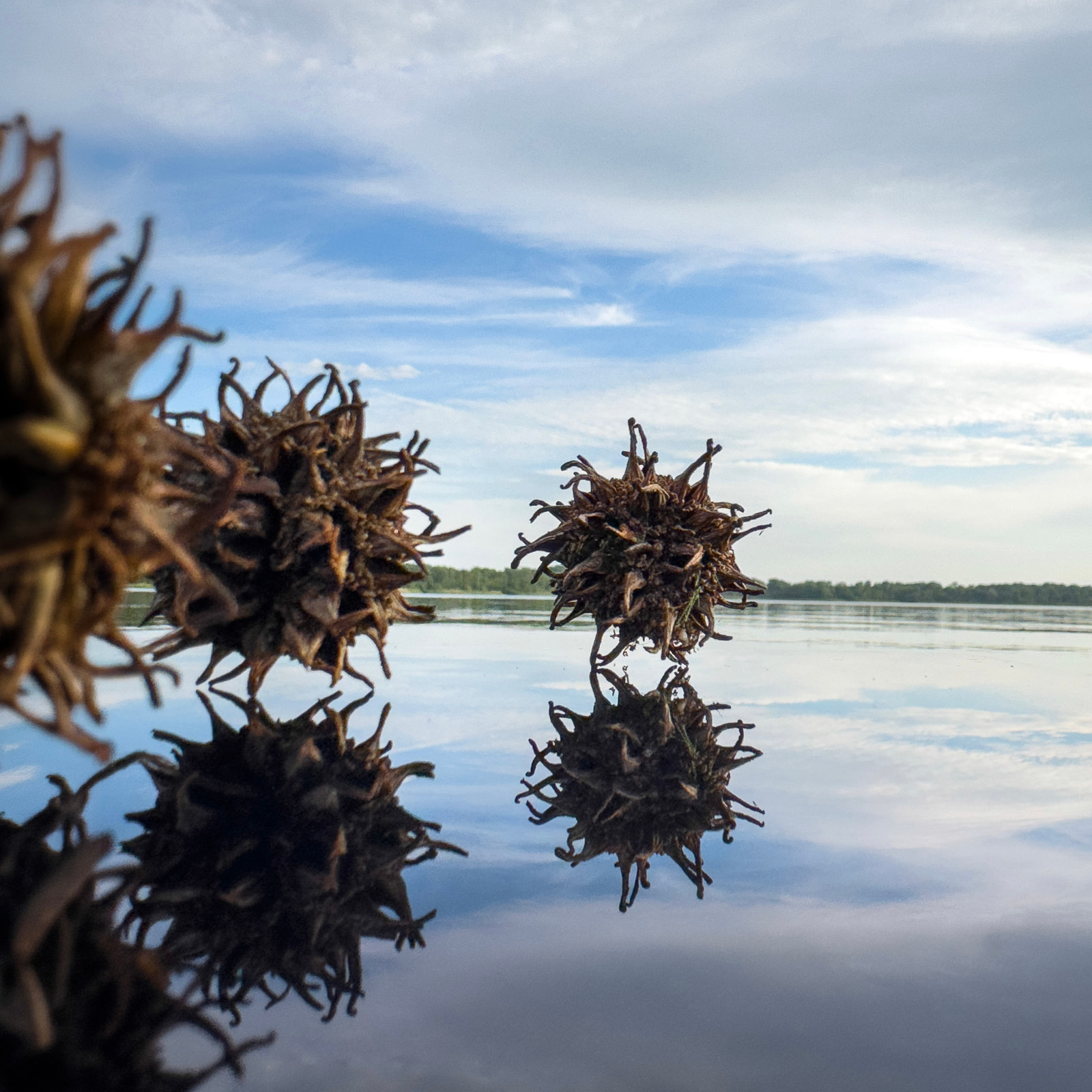 Dried spiky seed pods float against a calm lake under a partly cloudy sky.