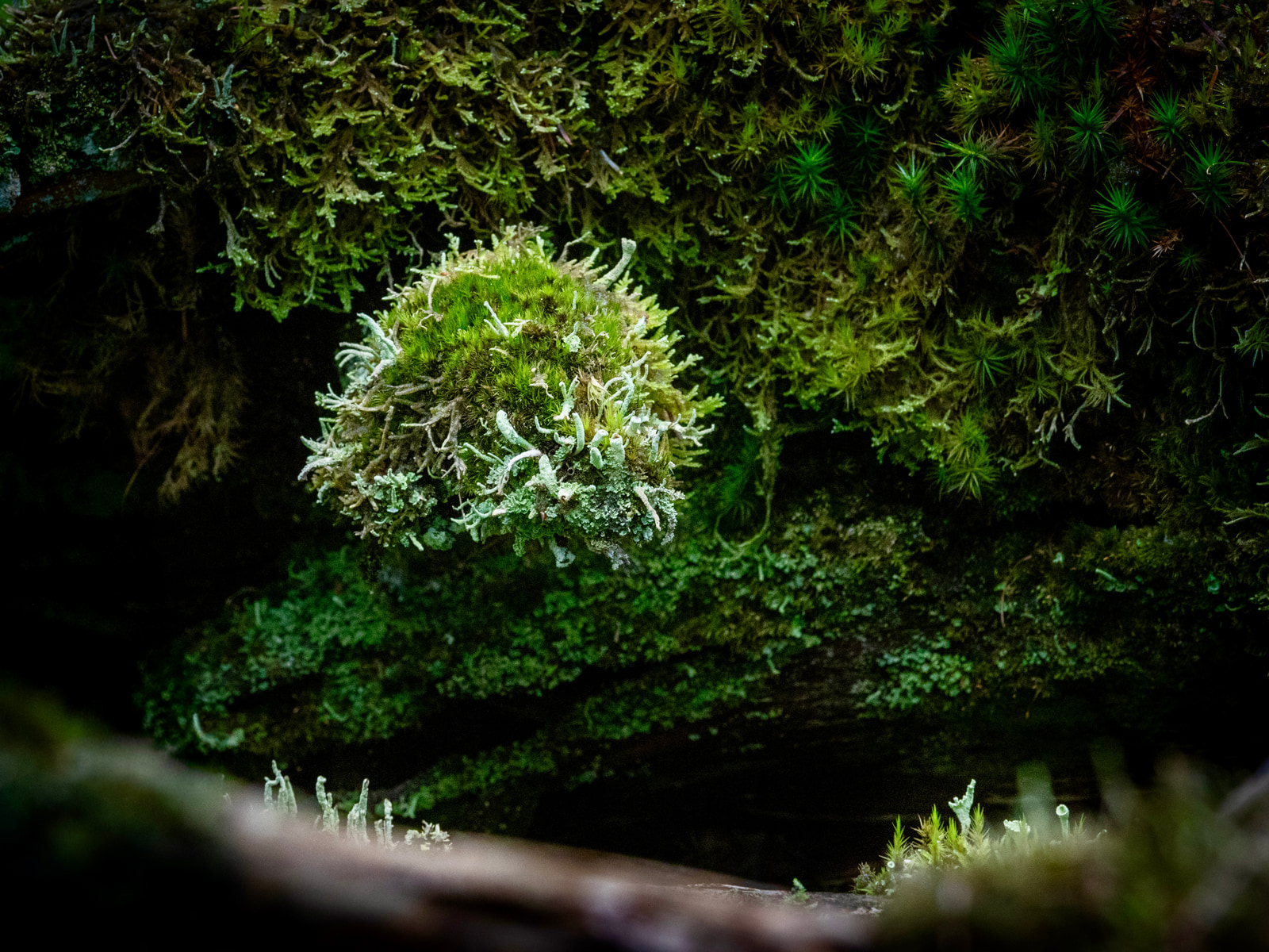 A dense cluster of green mosses and lichens covers a dark surface, with a prominent white lichen patch in the center.