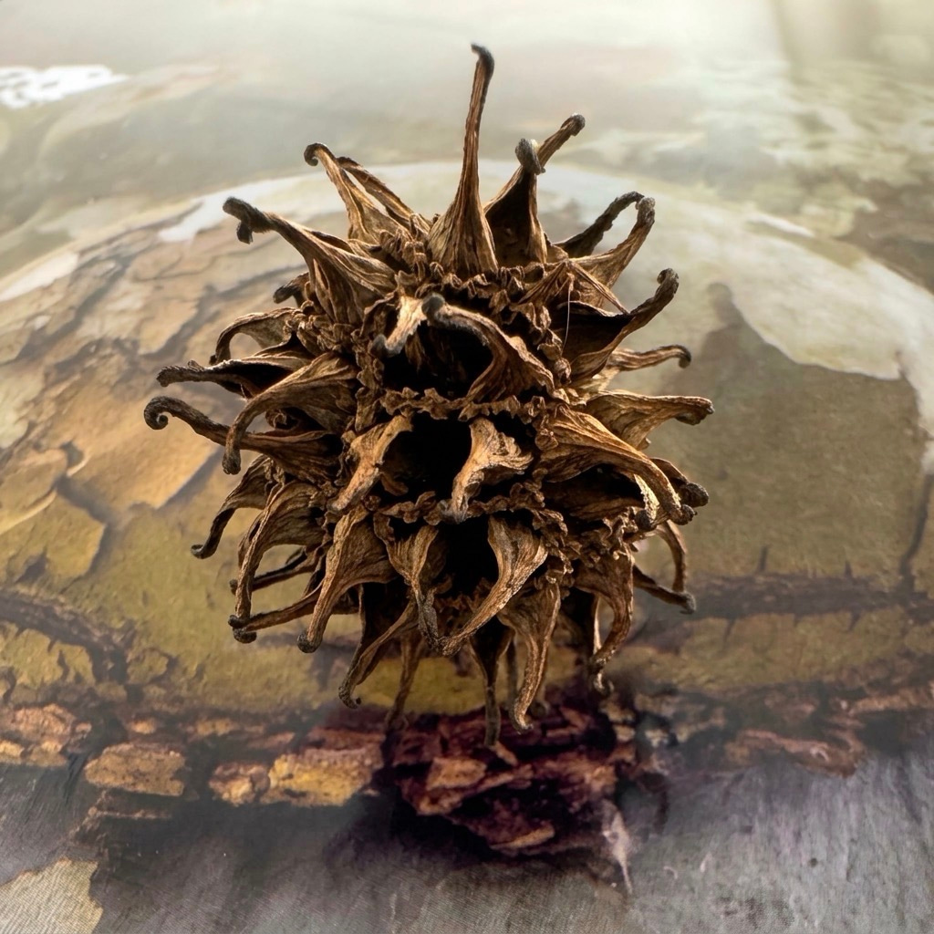 A dried, spiky flower head with intricate, curling petals rests on a textured, earthy surface.