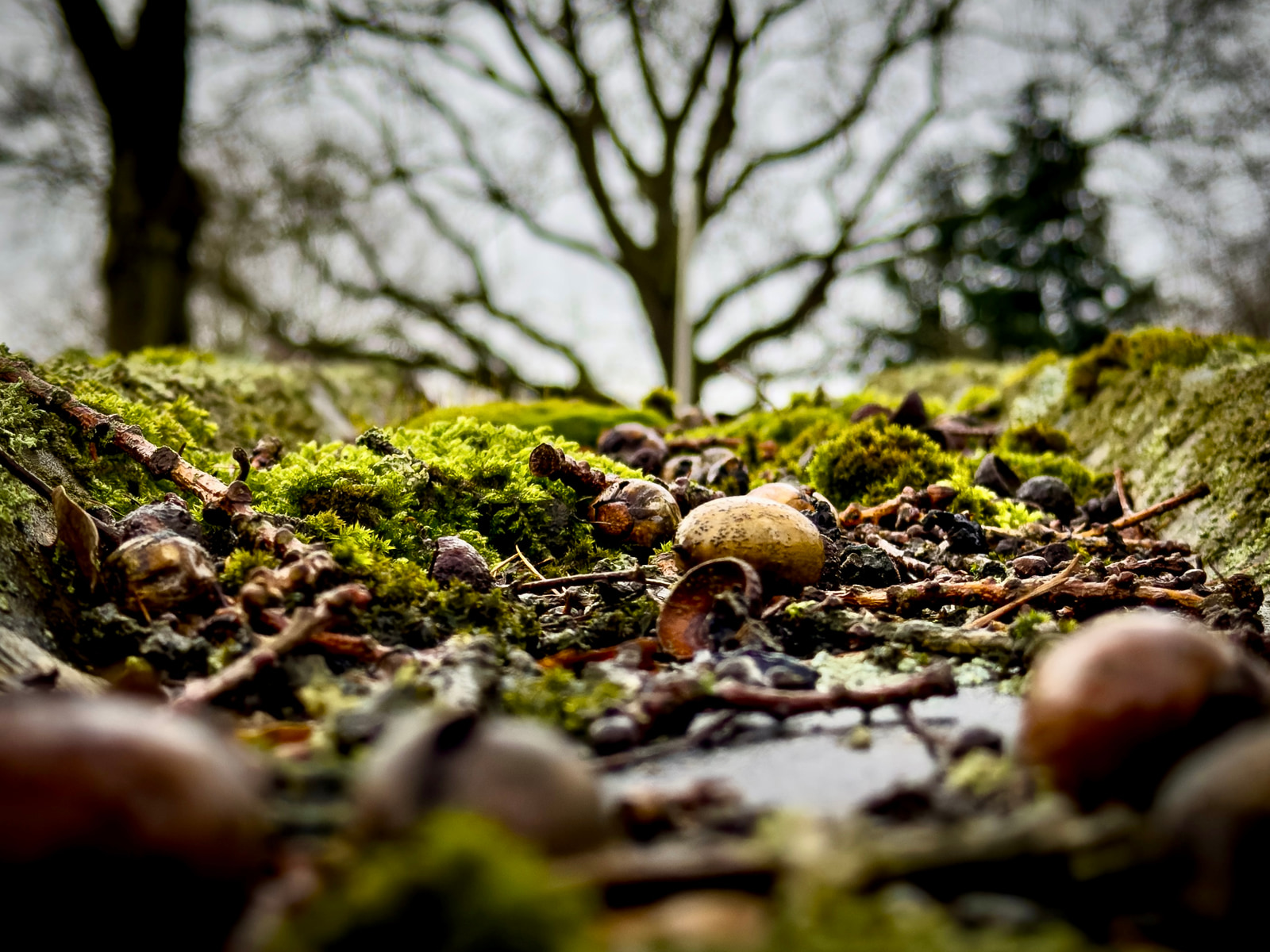 Mossy ground covered with fallen leaves, twigs, and small mushrooms in a forest setting.