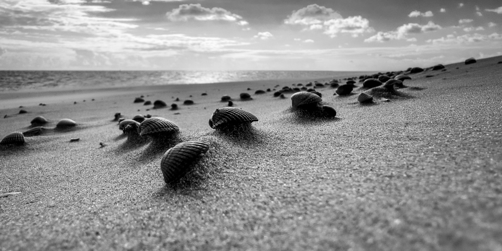 Shells scattered across a sandy beach under a cloudy sky.