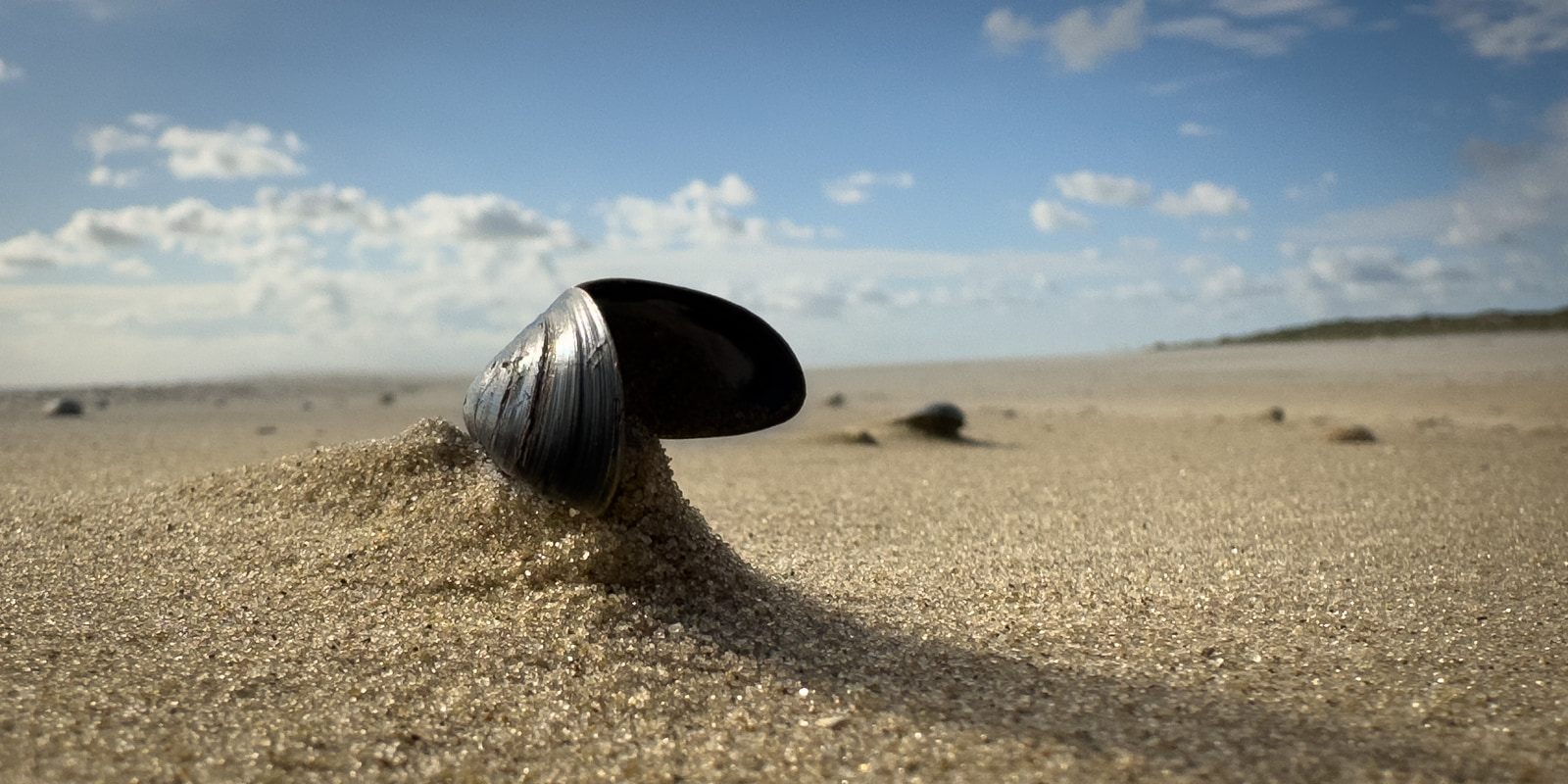 A large seashell rests on a sandy beach, surrounded by scattered pebbles and sand under a partly cloudy sky.