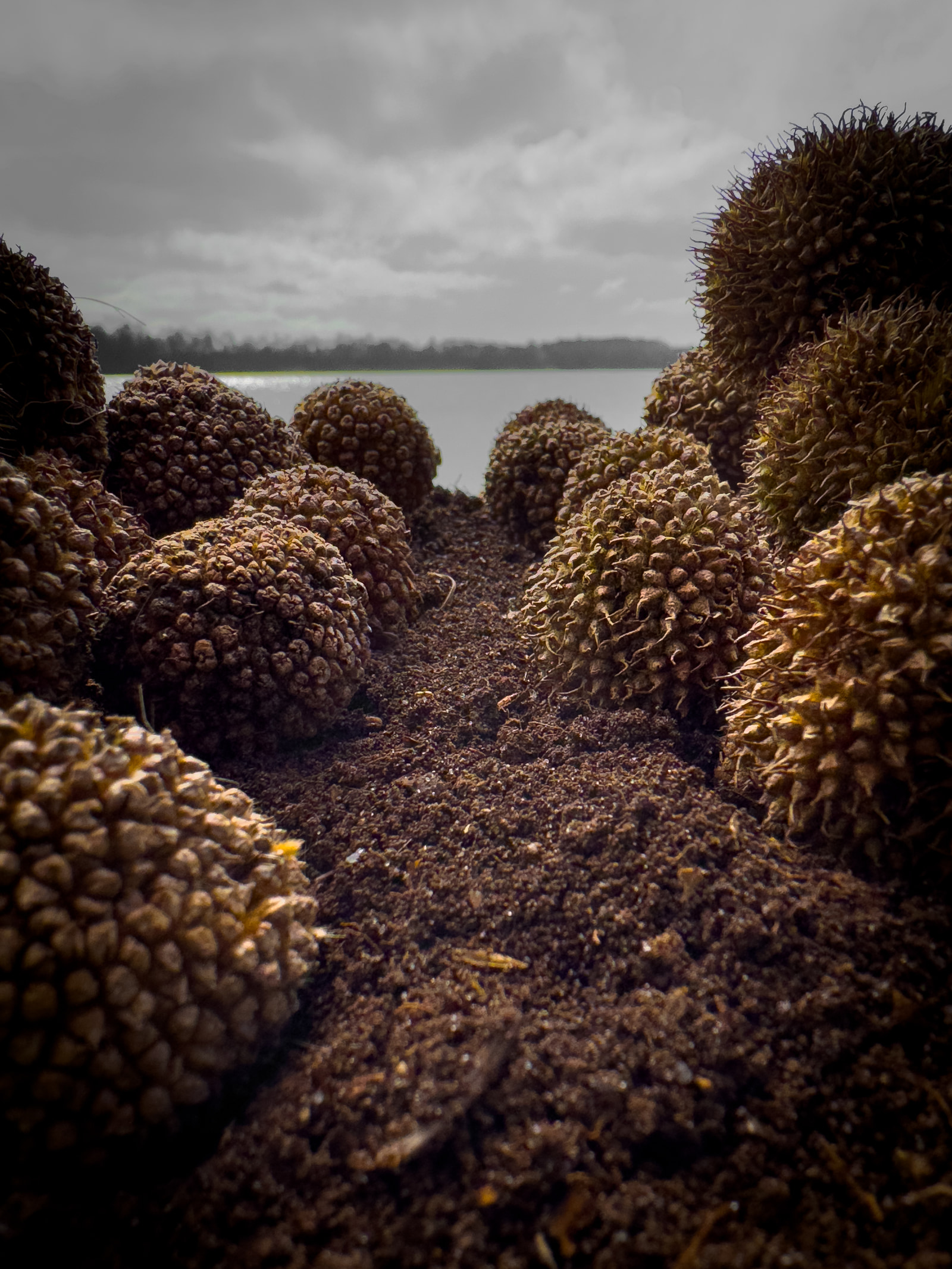 Many spiky durian fruits lie on muddy ground with a body of water and cloudy sky in the background.