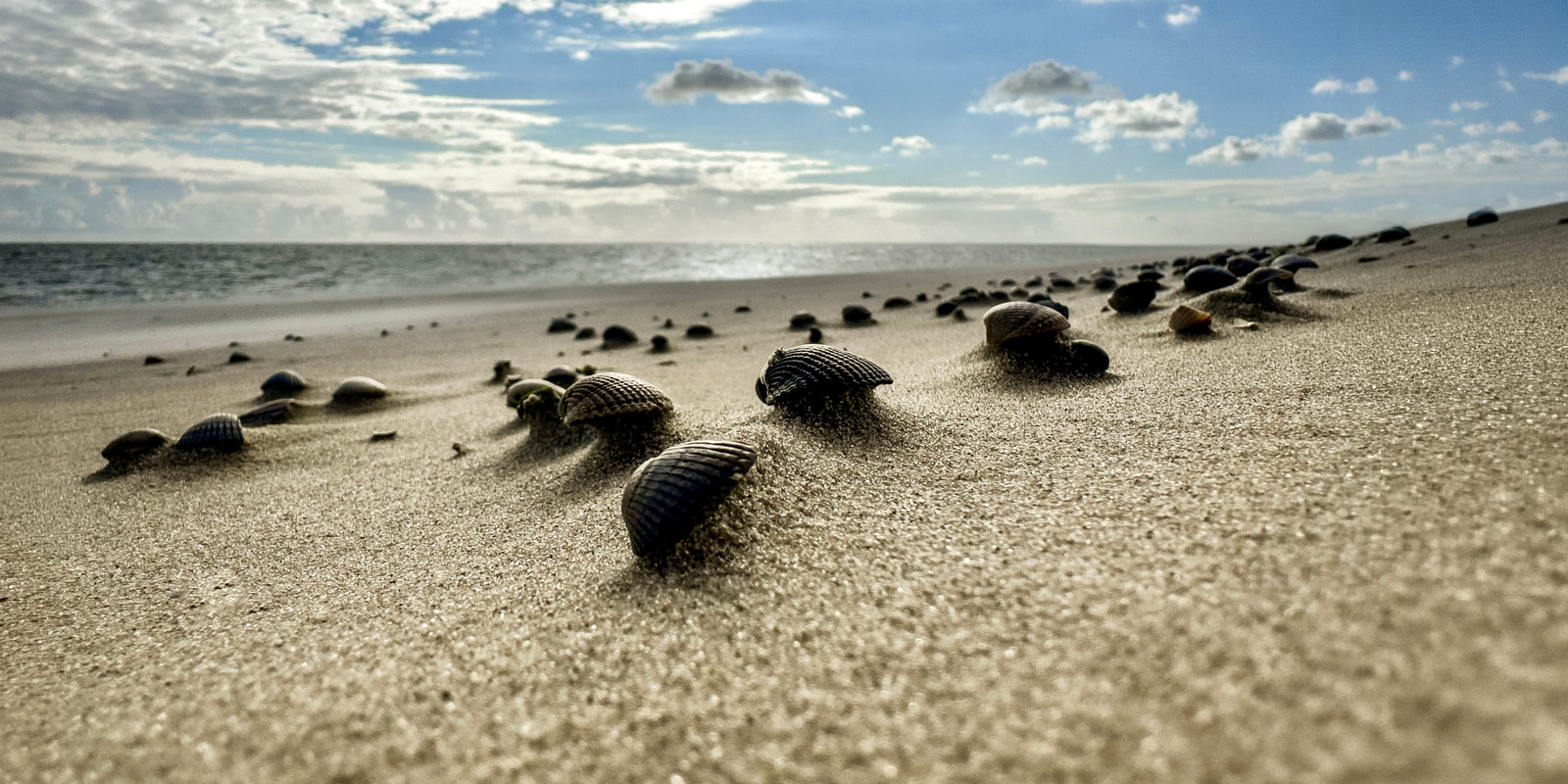 Shells and pebbles scattered across a sandy beach under a partly cloudy sky.