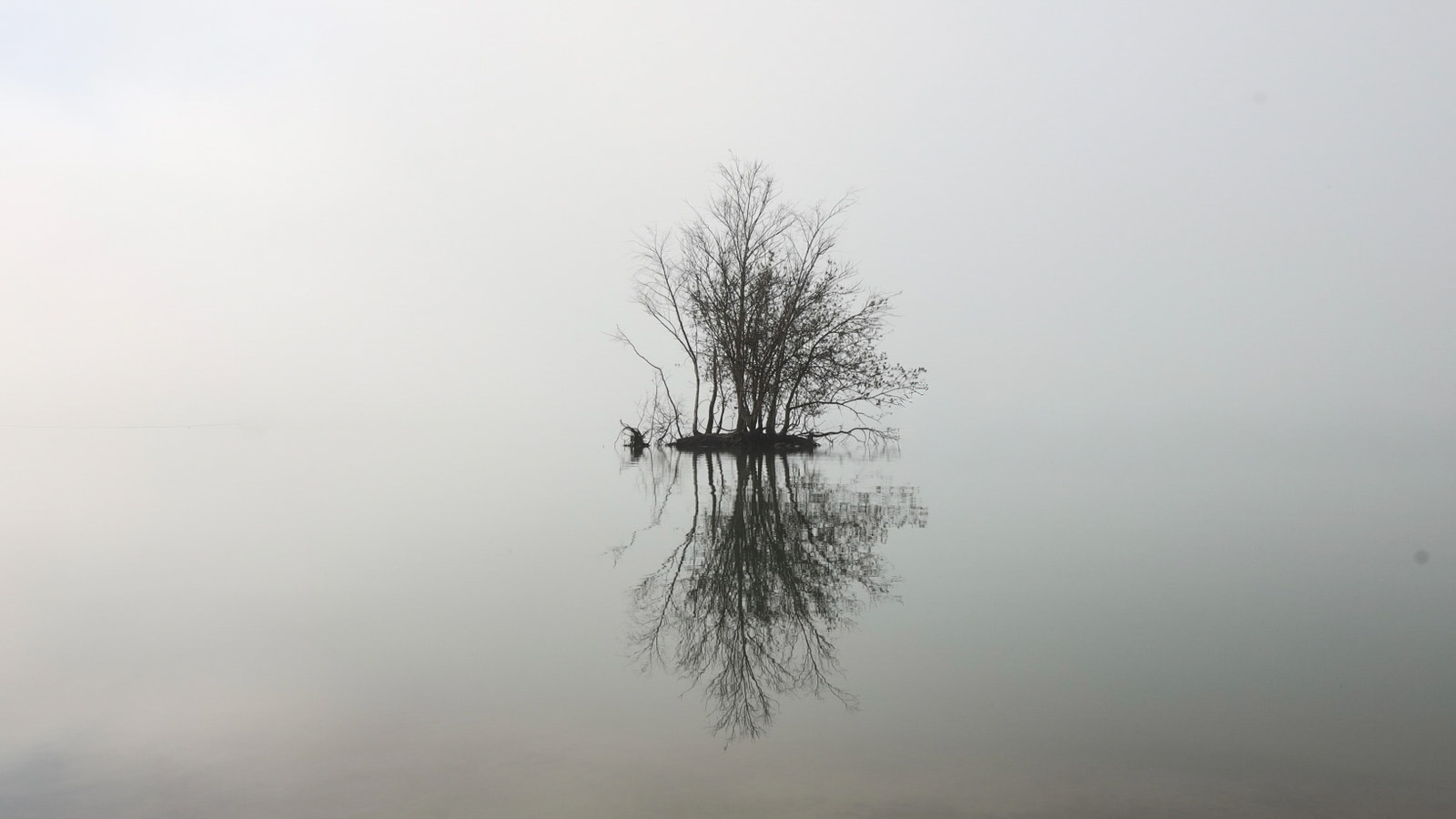 A solitary, leafless tree stands on a small, fog-shrouded island, its reflection mirrored in the still, misty water.