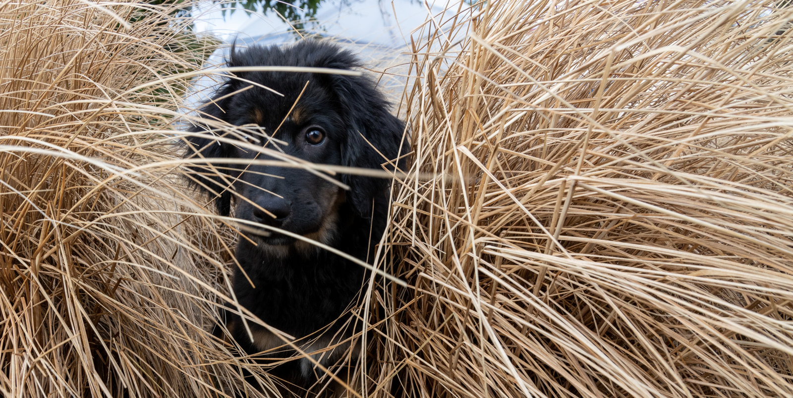 A black dog with a brown patch on its face peers out from dense, dry grass.