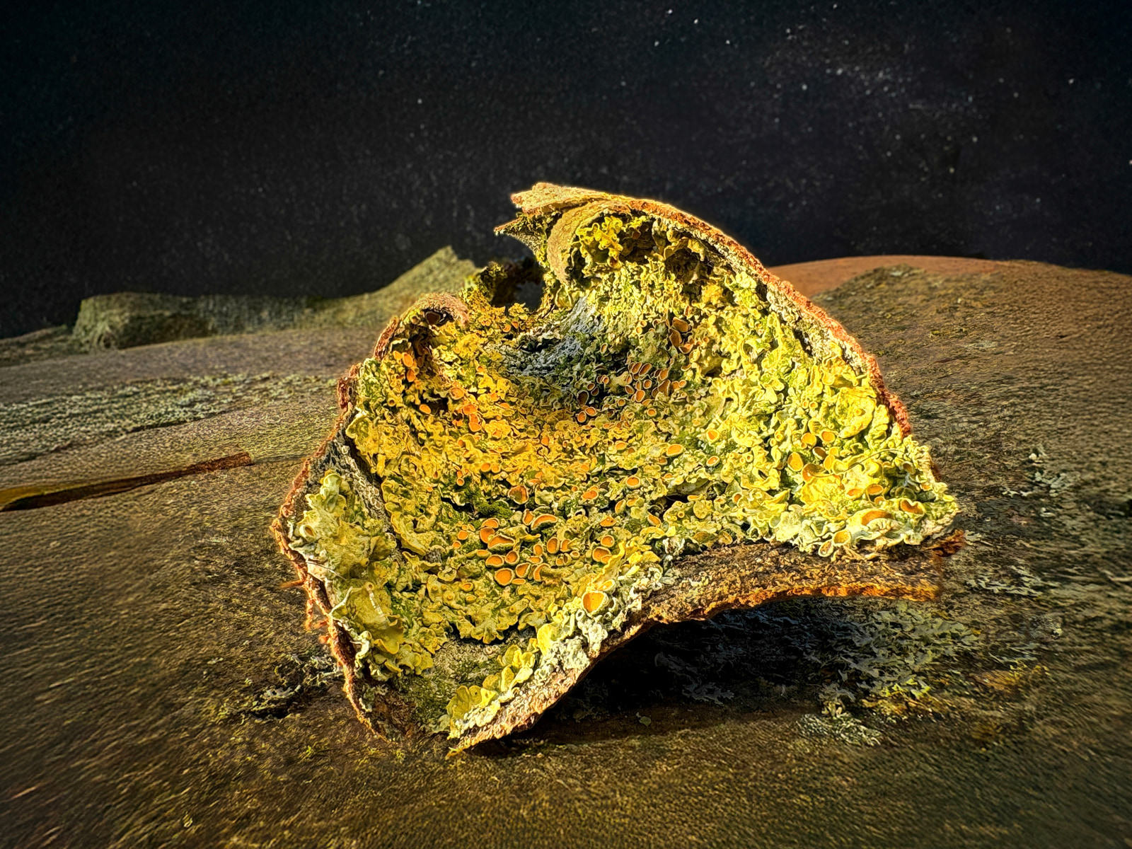 A close-up view of a cross-sectioned piece of bread with a vibrant, moldy surface in yellow and orange hues, resting on a textured wooden surface.