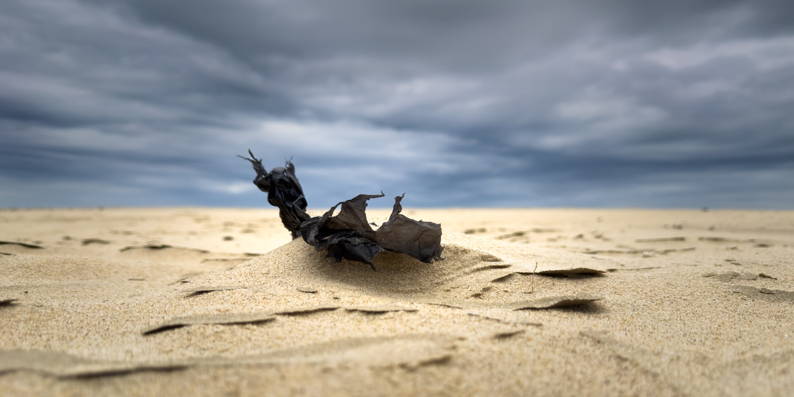 A dried, curled seaweed fragment rests on a sandy beach under a cloudy sky.