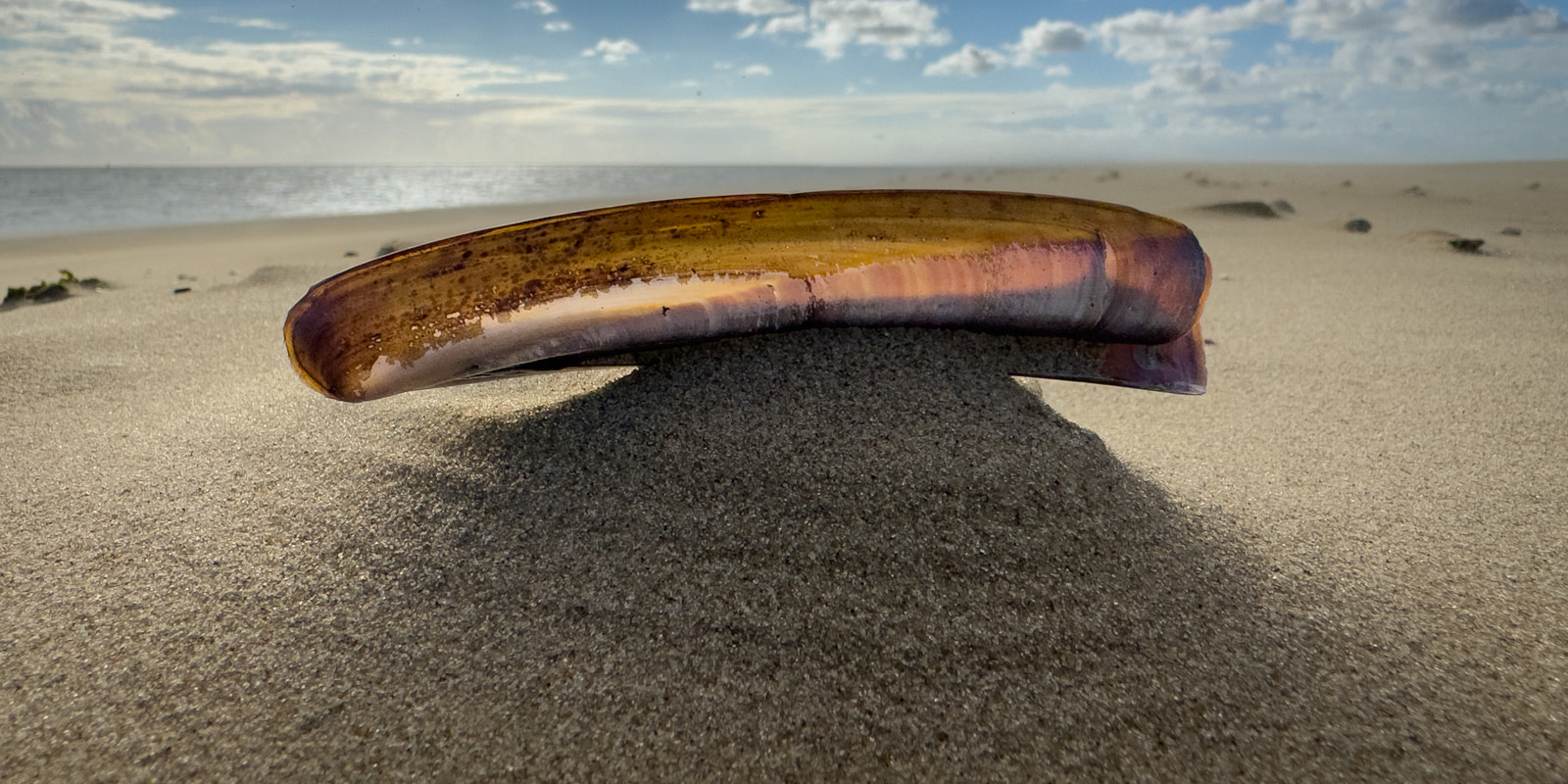 A shell rests on a sandy beach near the water's edge.