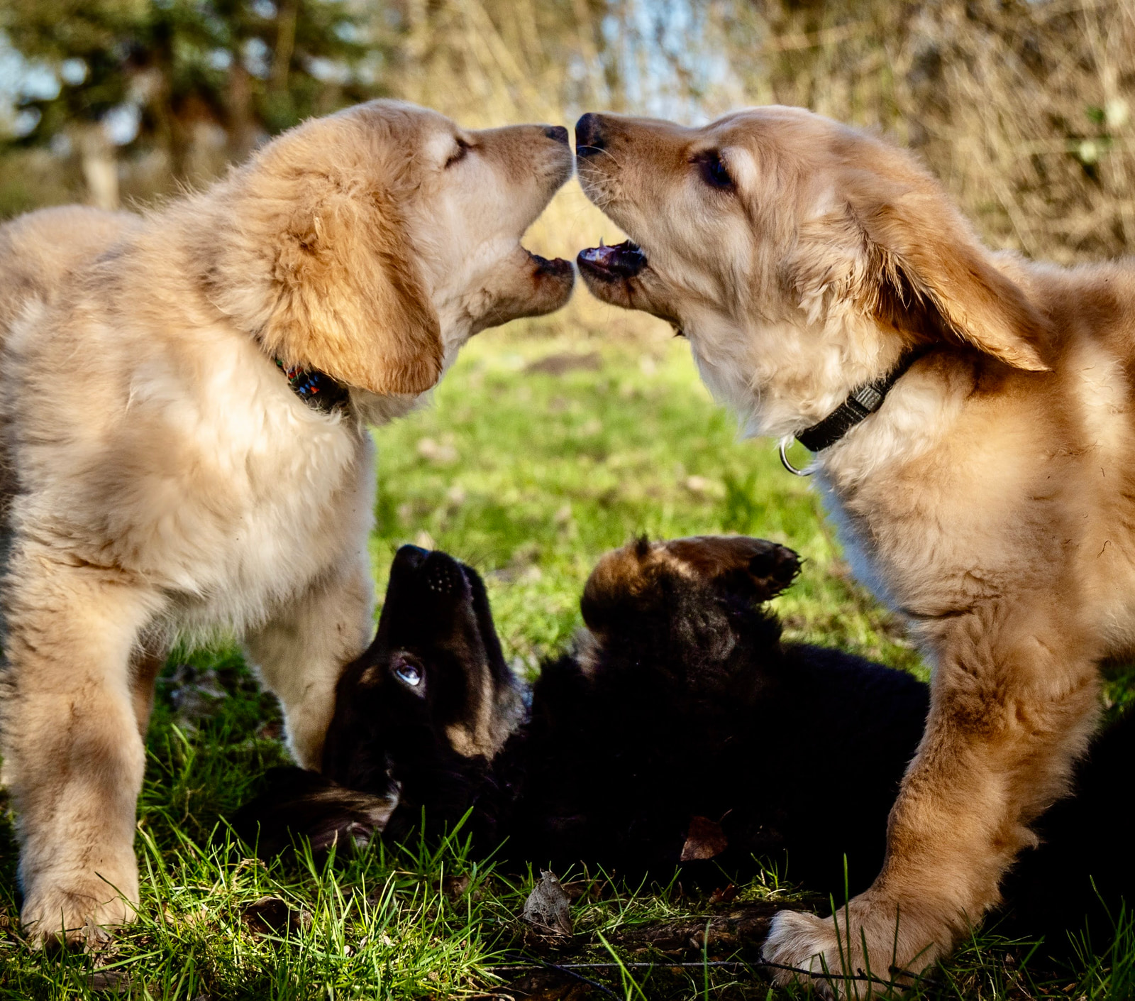 Two light brown dogs face each other with open mouths, while a black puppy lies on the ground between them in a grassy outdoor setting.