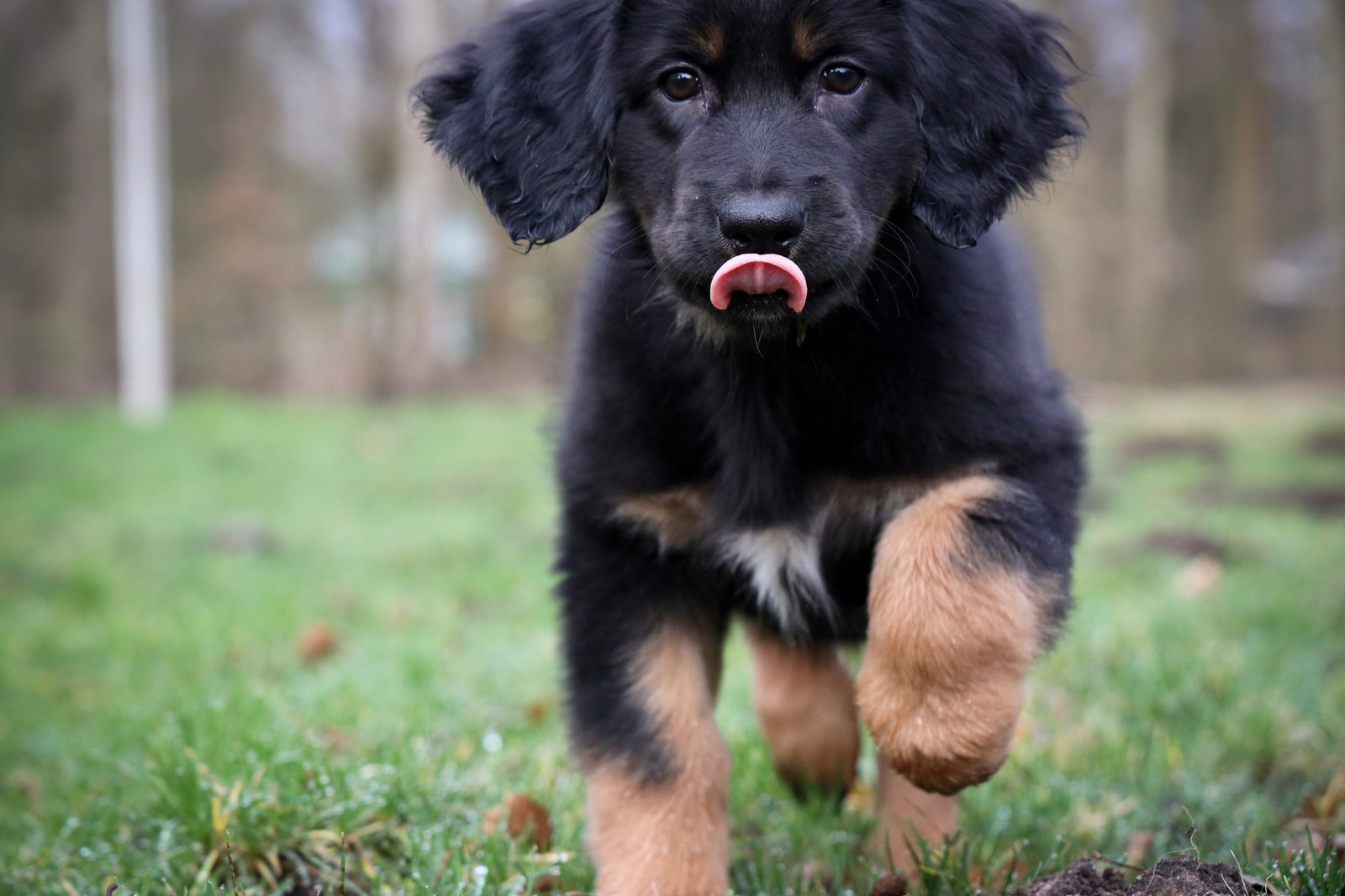 A black and tan puppy stands on grass with its tongue out, looking directly at the camera.