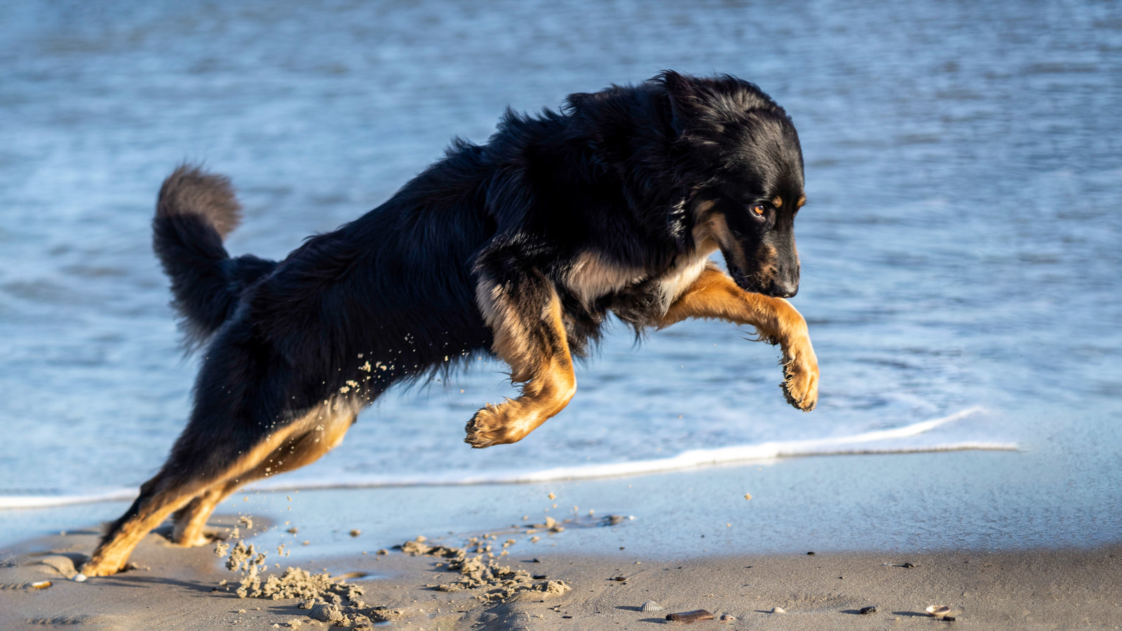 A black and tan dog leaps joyfully through shallow ocean waves on a sandy beach.
